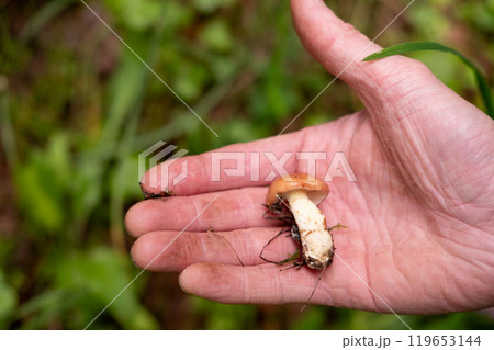 small white mushroom in a man's hand, collected in the forest, close-up small white mushroom in a man's hand, collected in the forest, close-up 119653144