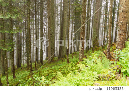the austrian alps near gosau 119653284