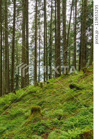 hiking in the austrian alps near gosau 119653295