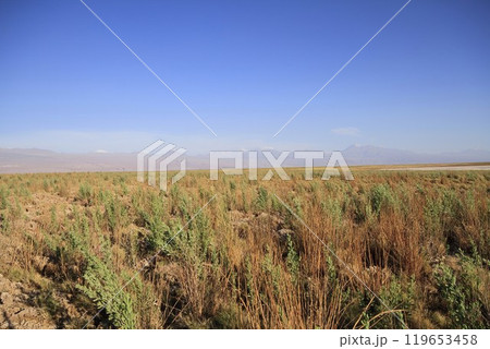 Laguna Cejar, Atacama, Chile 119653458