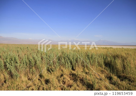 Laguna Cejar, Atacama, Chile 119653459