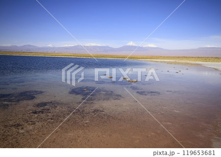 Laguna Cejar, Atacama, Chile 119653681