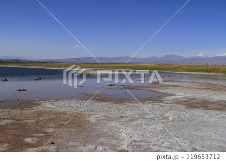 Laguna Cejar, Atacama, Chile 119653712