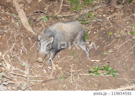 イノシシ　くくり罠 119654592