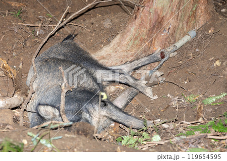 イノシシ くくり罠 イノシシ くくり罠 119654595