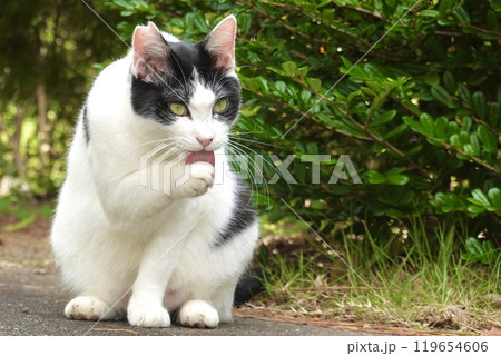 熱心に前足を舐める白黒猫 熱心に前足を舐める白黒猫 119654606