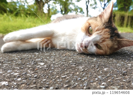 寝転び見つめる三毛猫 119654608