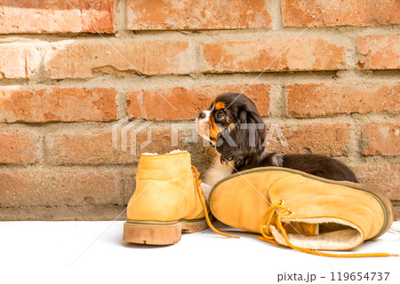The tricolor cavalier king charles spaniel puppy with shoes in garden. The tricolor cavalier king charles spaniel puppy with shoes in garden. 119654737