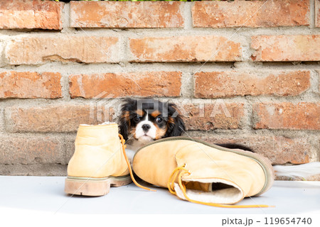 The tricolor cavalier king charles spaniel puppy with shoes in garden. 119654740