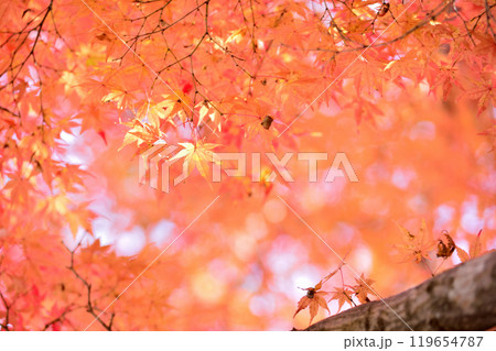 秋の風物詩　紅葉 119654787