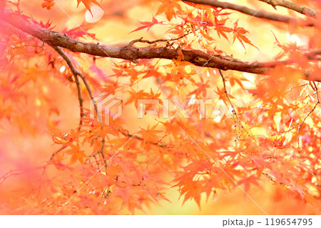 秋の風物詩　紅葉 119654795
