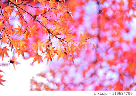 秋の風物詩　紅葉 119654799