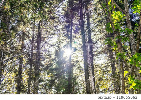 タウシュベツ川橋梁へと続く士幌線跡の林道 北海道上士幌町 タウシュベツ川橋梁へと続く士幌線跡の林道 北海道上士幌町 119655662