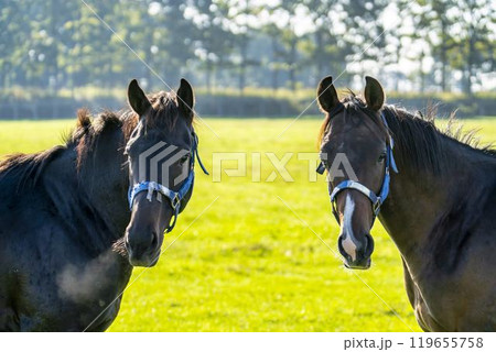 サラブレッド生産牧場 競走馬 仲良しの2頭 北海道 サラブレッド生産牧場 競走馬 仲良しの2頭 北海道 119655758