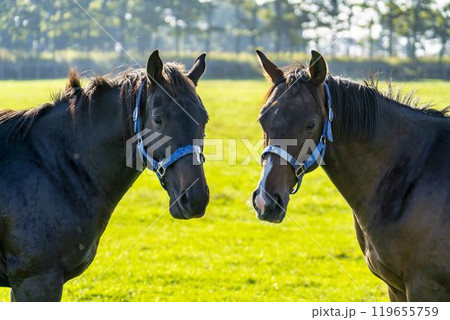 サラブレッド生産牧場 競走馬 仲良しの2頭 北海道 サラブレッド生産牧場 競走馬 仲良しの2頭 北海道 119655759