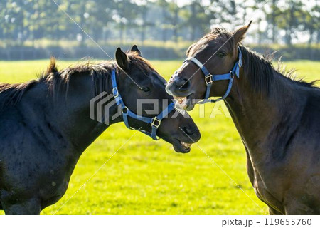 サラブレッド生産牧場　競走馬　仲良しの2頭　北海道 119655760