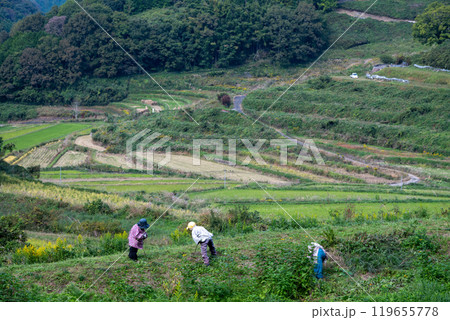 日本の岡山県久米郡美咲町の美しい大垪和西の棚田 日本の岡山県久米郡美咲町の美しい大垪和西の棚田 119655778