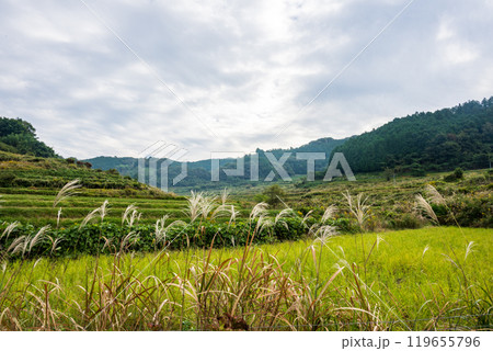 日本の岡山県久米郡美咲町の美しい大垪和西の棚田 日本の岡山県久米郡美咲町の美しい大垪和西の棚田 119655796