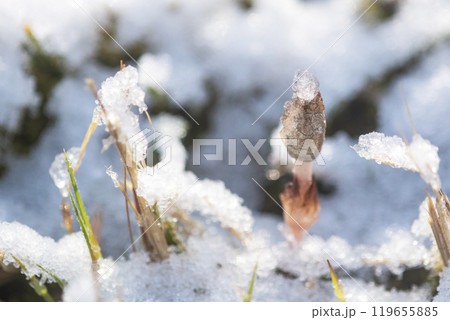 早春のつくし 雪の中で元気よく 早春のつくし 雪の中で元気よく 119655885
