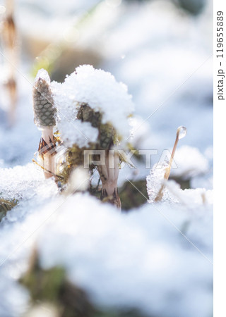 早春のつくし 雪の中で元気よく 早春のつくし 雪の中で元気よく 119655889