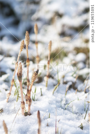 早春のつくし 雪の中で元気よく 早春のつくし 雪の中で元気よく 119655891