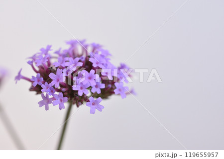 柳花笠 柳花笠 119655957