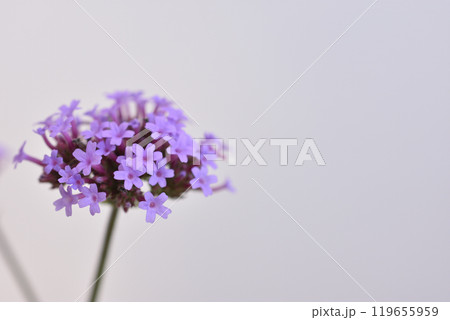 柳花笠 柳花笠 119655959
