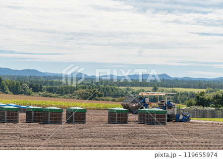 【富良野市　玉葱の収穫とトラクター】 119655974