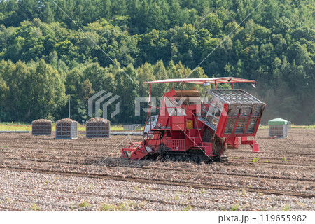 【富良野市　玉葱の収穫とトラクター】 119655982