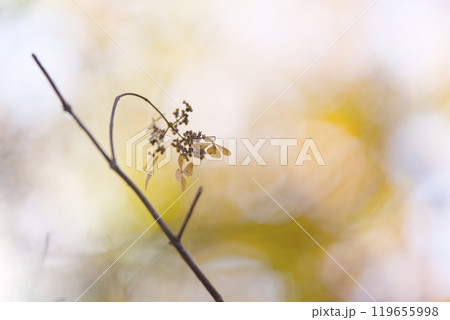 枯れた雑草 119655998