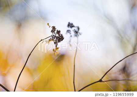 枯れた雑草 119655999