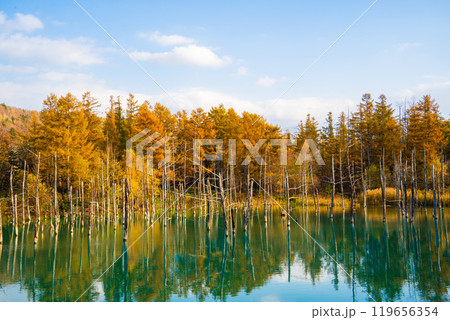 【北海道・美瑛】秋の白金青い池 【北海道・美瑛】秋の白金青い池 119656354