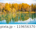 【北海道・美瑛】秋の白金青い池 119656370