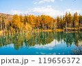 【北海道・美瑛】秋の白金青い池 119656372