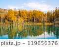 【北海道・美瑛】秋の白金青い池 119656376