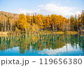 【北海道・美瑛】秋の白金青い池 119656380
