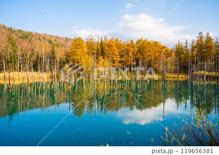 【北海道・美瑛】秋の白金青い池 119656381
