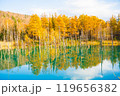【北海道・美瑛】秋の白金青い池 119656382