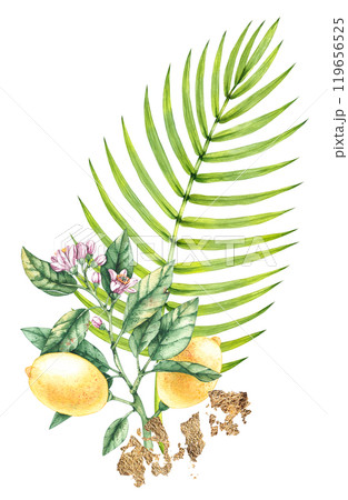 Floral collection hand drawn watercolor illustrations Floral collection hand drawn watercolor illustrations 119656525