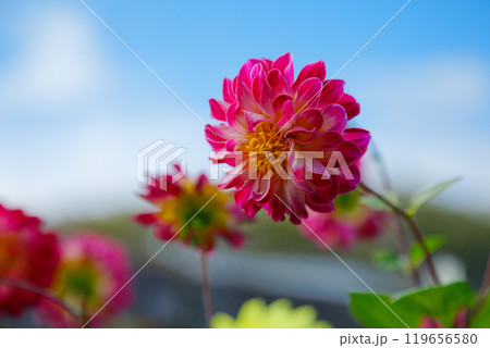 都市農業公園の赤いダリアの花と青空 119656580