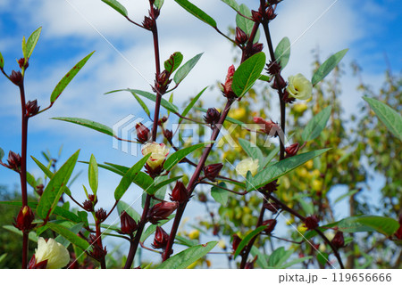 淡いクリーム色の花 ハイビスカスローゼルと実 都市農業公園 淡いクリーム色の花 ハイビスカスローゼルと実 都市農業公園 119656666