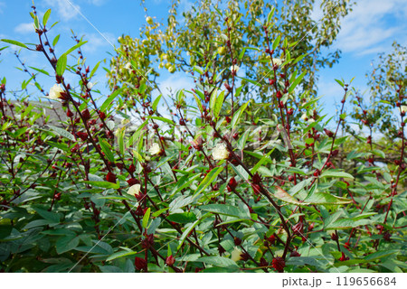 淡いクリーム色の花　ハイビスカスローゼルと実　都市農業公園 119656684