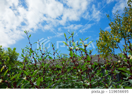 淡いクリーム色の花　ハイビスカスローゼルと実　都市農業公園 119656695