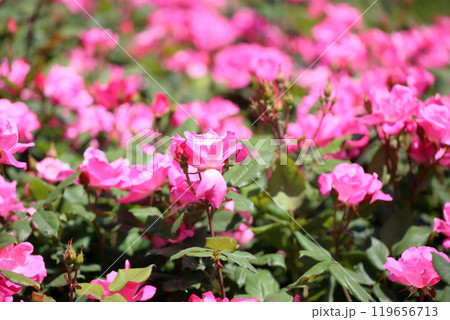 バラの花 ピンクノックアウト バラの花 ピンクノックアウト 119656713