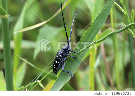 ゴマダラカミキリ 119656725