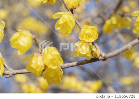 ロウバイの花 119656729