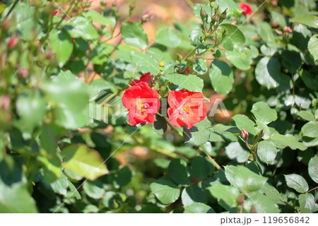 バラの花　サラバンド 119656842