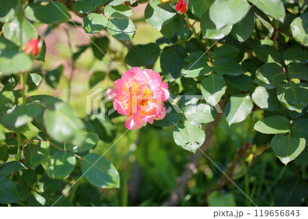 可愛い バラの花 可愛い バラの花 119656843