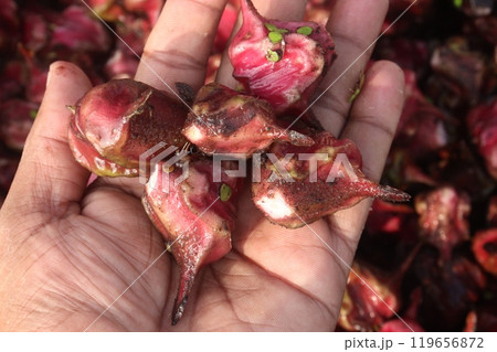 Water Chestnut Trapa natans fruit on shop Water Chestnut Trapa natans fruit on shop 119656872