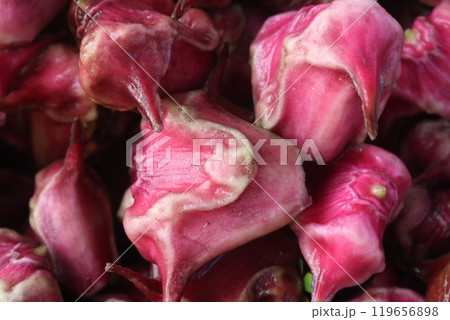 Water Chestnut Trapa natans fruit on shop 119656898